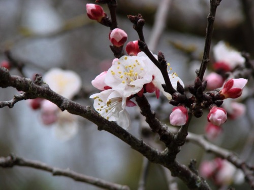Early Apricot Flowers